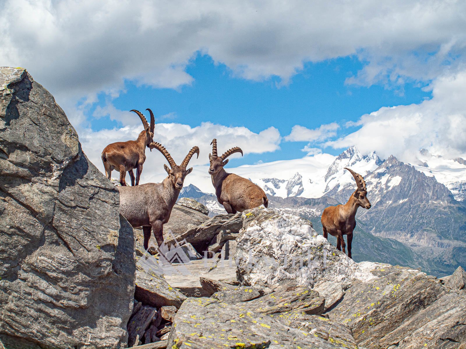 Steinböcke am Glishorn